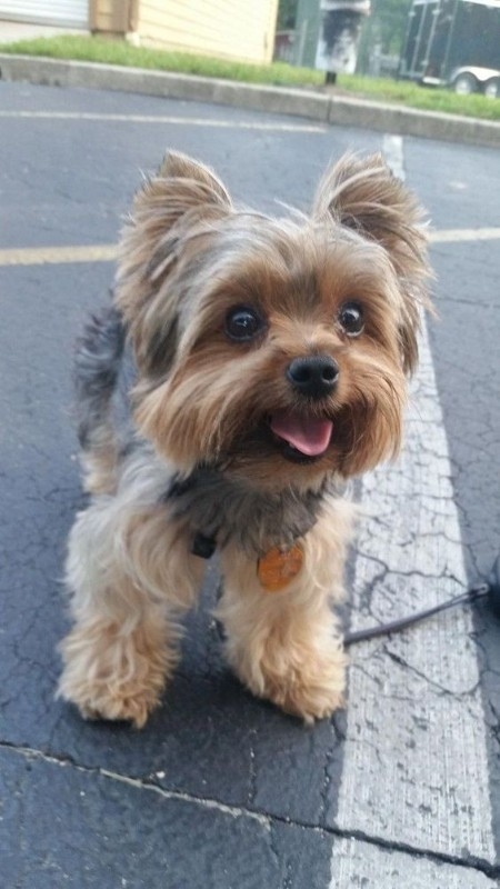Beautiful Girl Blueberry Yorkshire Terrier