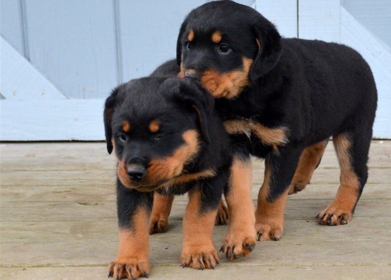 Wonderful Rottweiler Puppies for Sale 