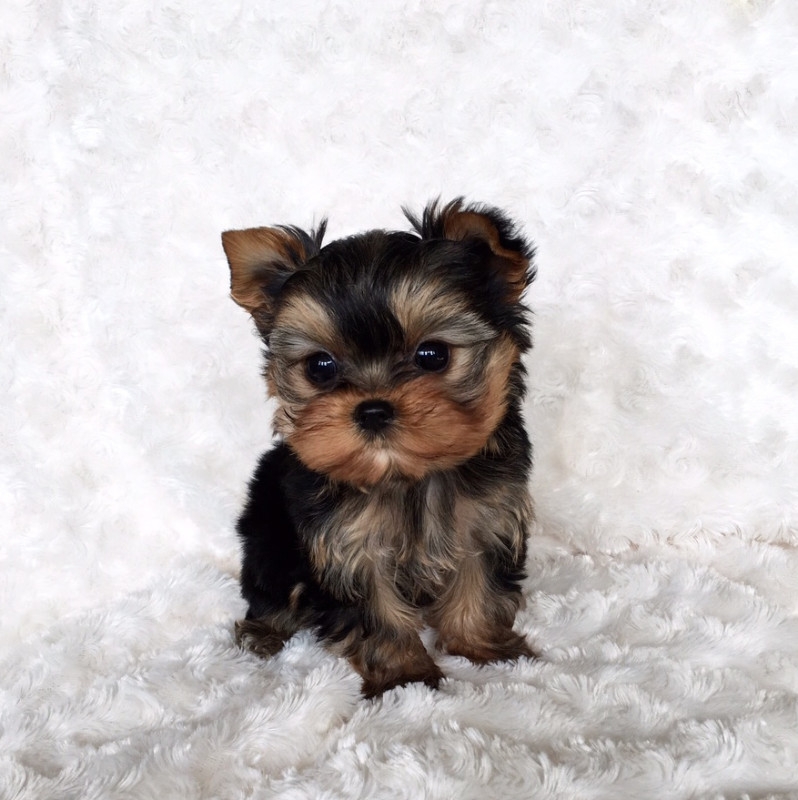 Kentucky Very tiny Yorkie puppies : Pets and Animals in Kentucky ...