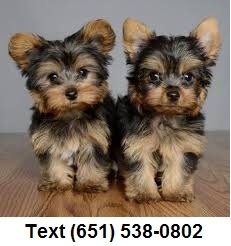 AKC Yorkshire Terrier (Yorkie) for sale 
